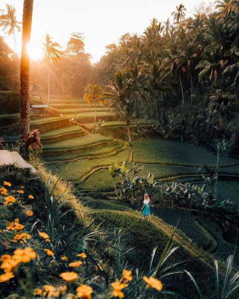 tegalalang-rice-terrace