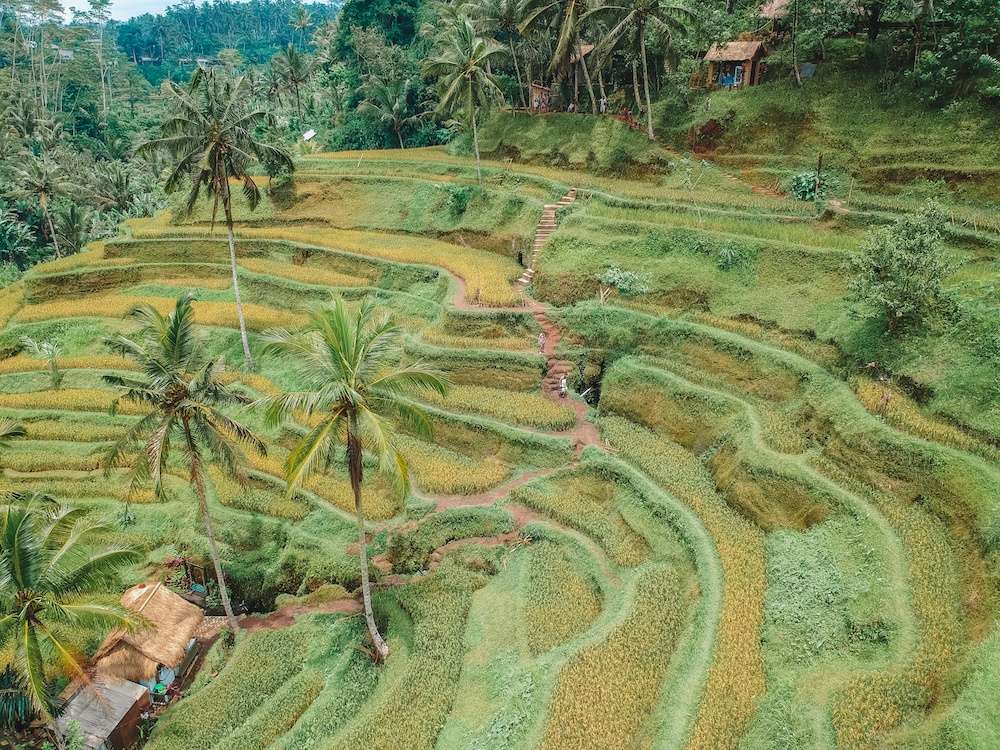 Bali Ubud Kintamani Tour
