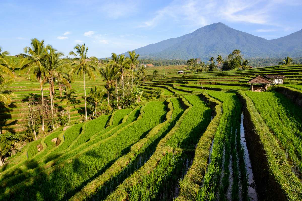 Bali Jatiluwih and Tanah Lot Sunset Tour