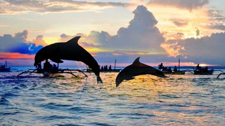 Bali Dolphin Tour