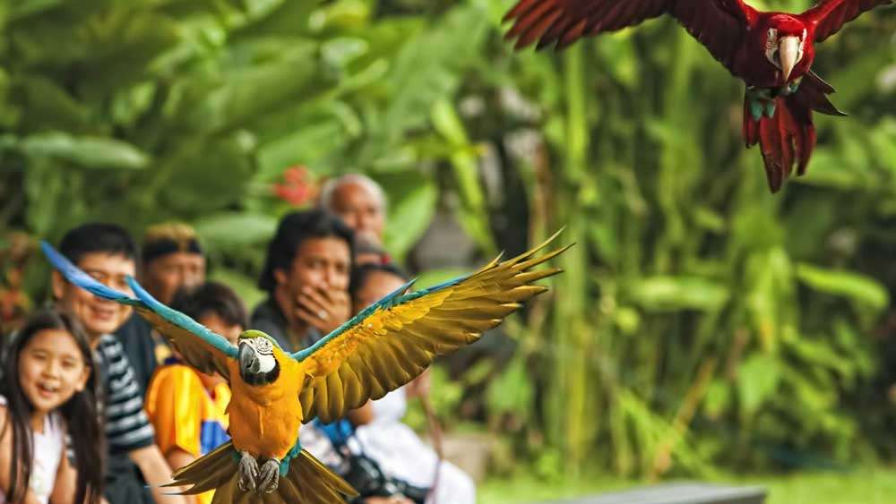 Bali Bird Park Tour