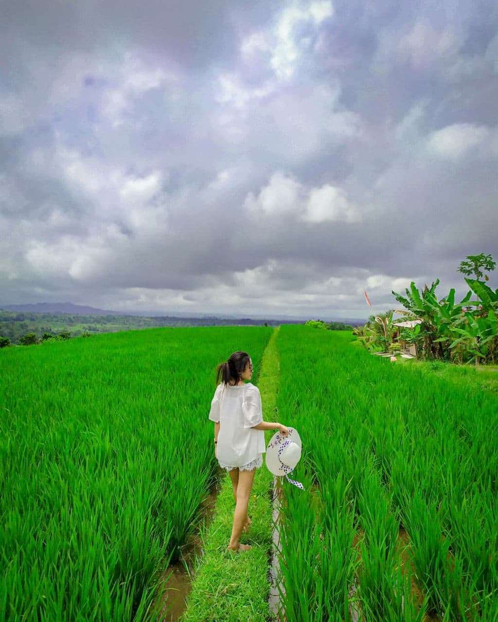 Bali Jatiluwih and Tanah Lot Sunset Tour