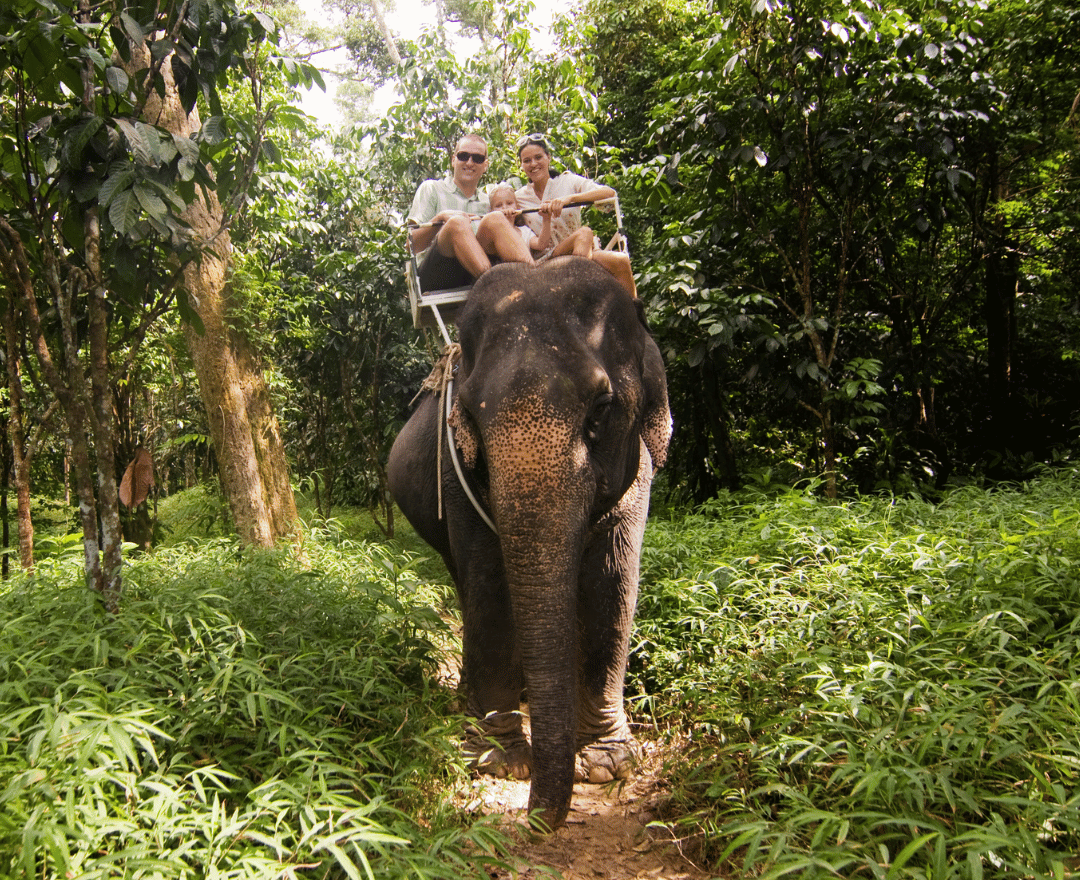 Bali Elephant Ride and Kintamani Tour