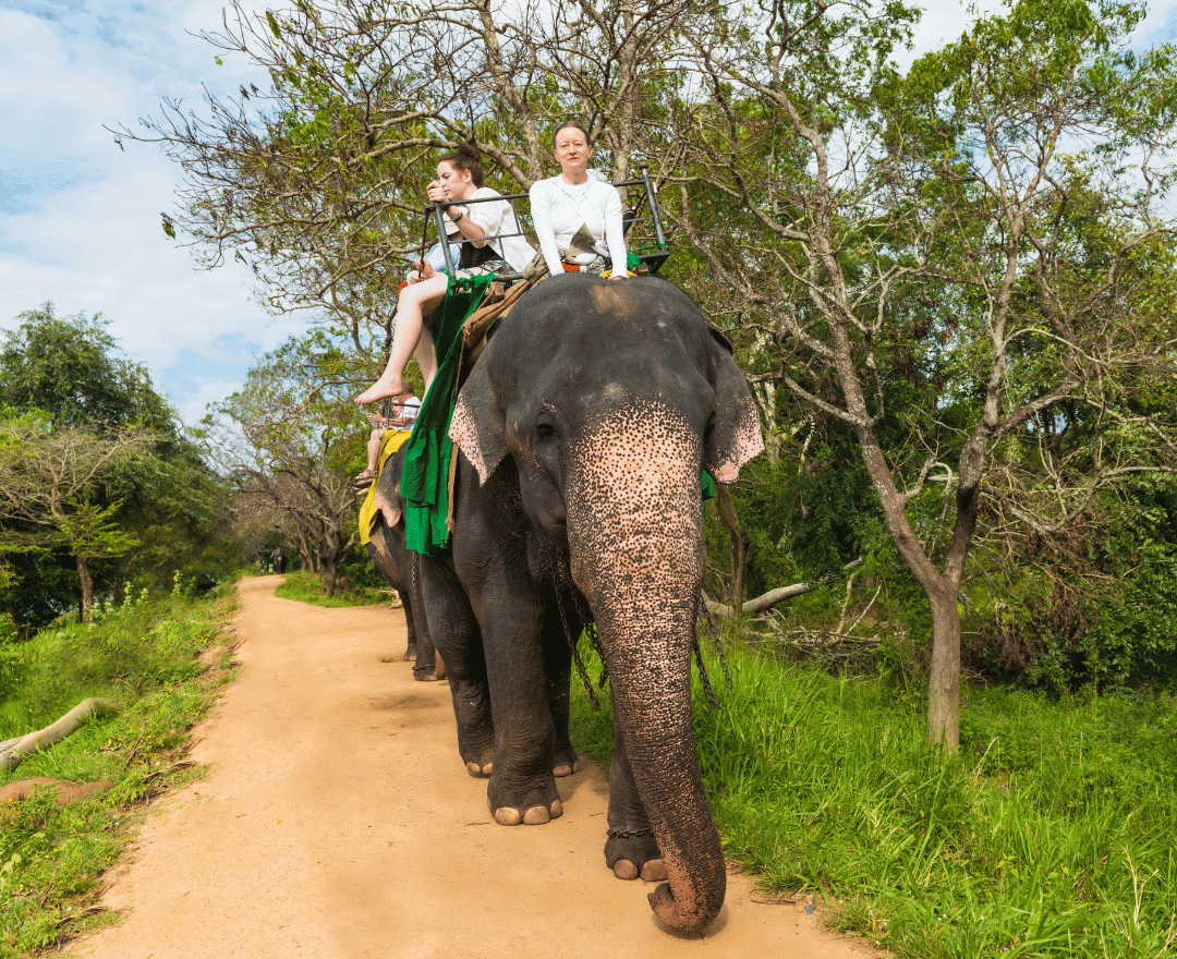 Bali Elephant Ride and Ubud Tour