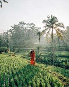 Bali Ubud Kintamani Tour