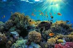 1D1N Trip + Snorkeling