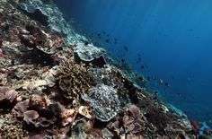 One Day Trip Snorkeling