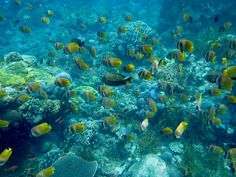 One Day Trip Snorkeling