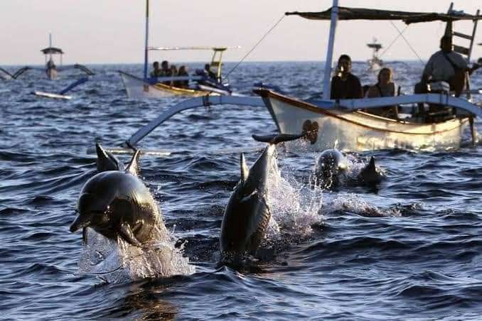 Bali Dolphin Tour