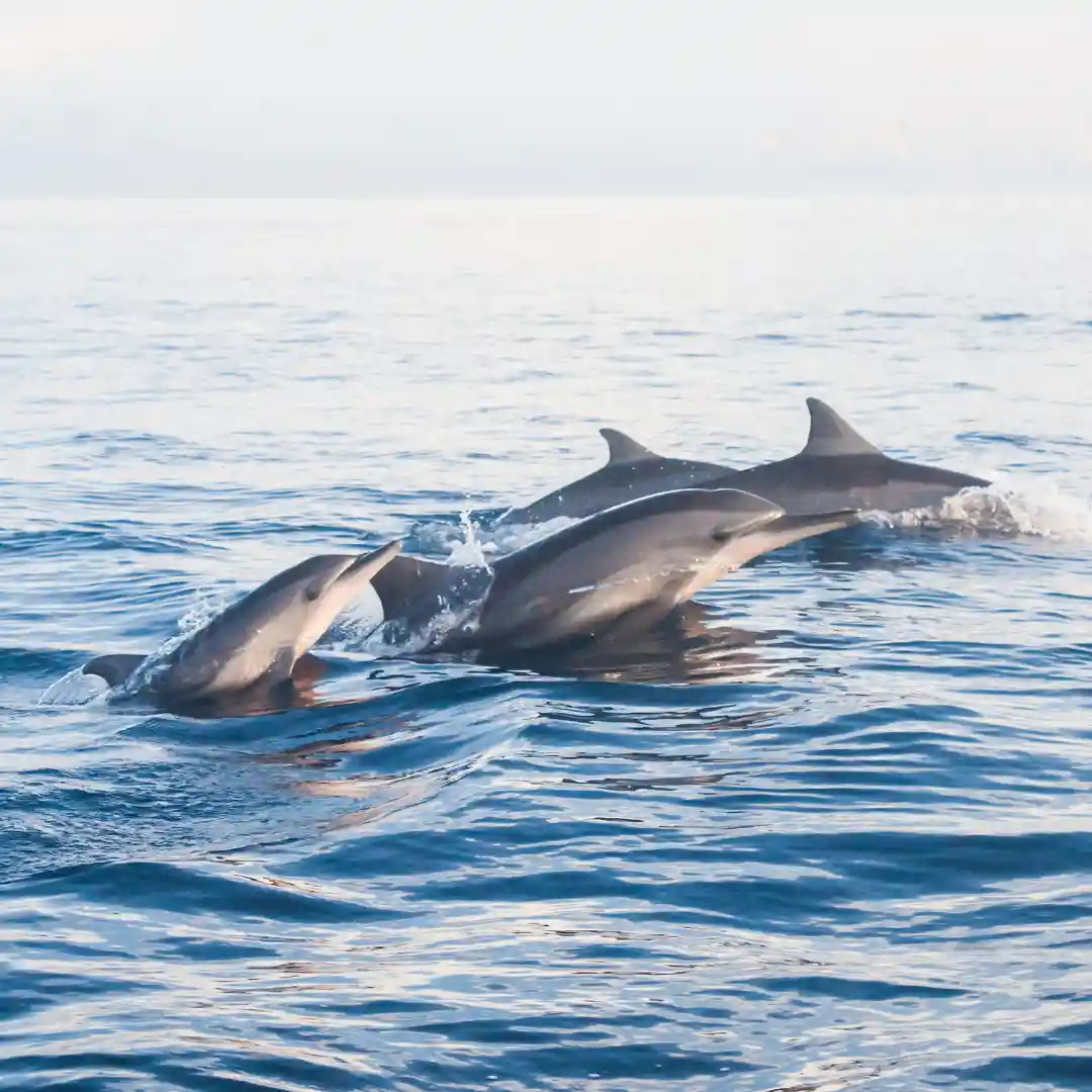 Dolphin and Hidden Swing Tour1