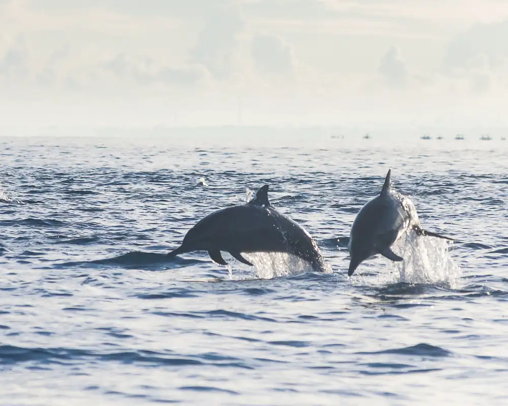 Dolphin and Hidden Swing Tour1