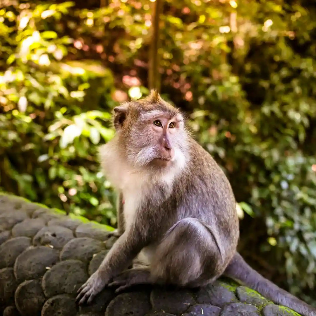 Ubud Monkey Forest