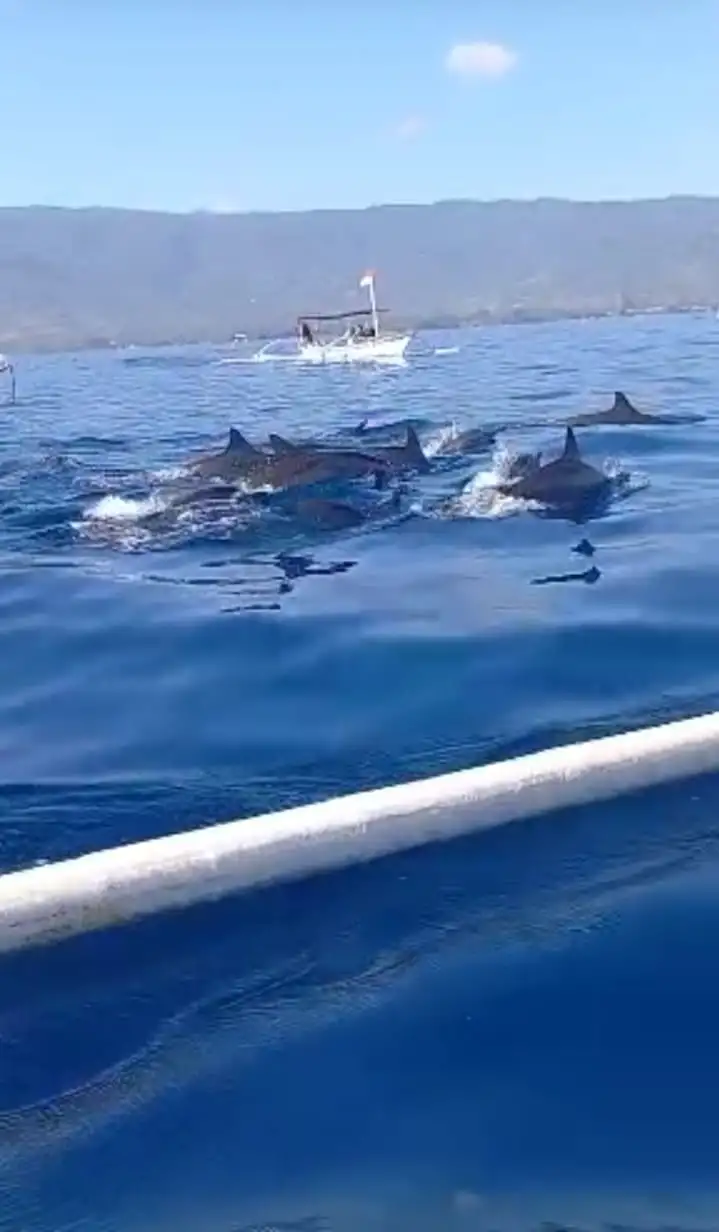 Dolphin + Floating Temple Tour11
