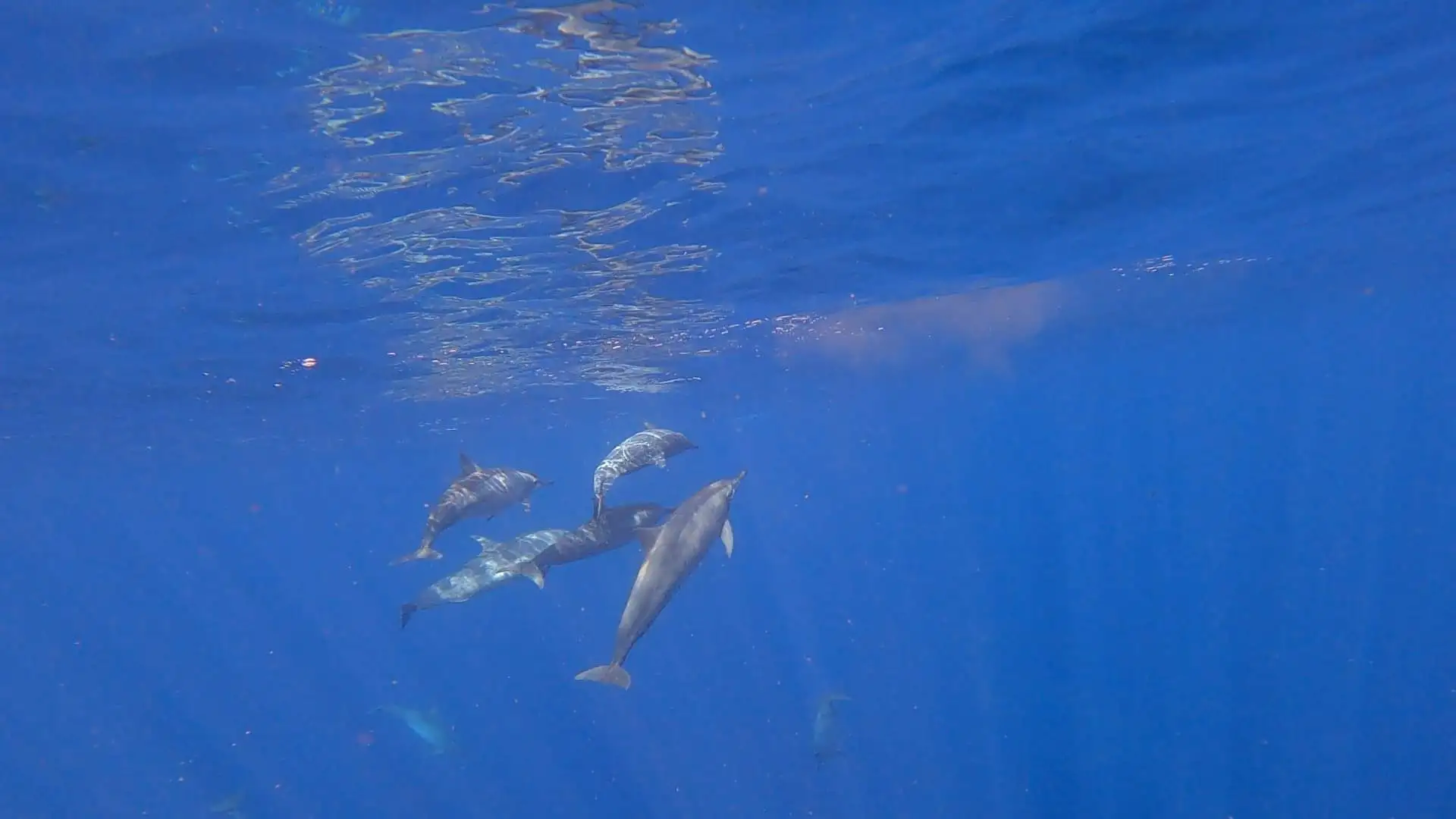 Dolphin + Floating Temple Tour13