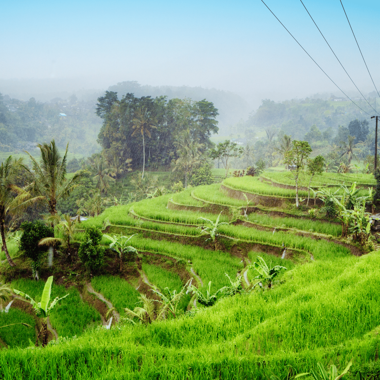 Jatiluwih Rice Terrace ( Unesco Herriatge )
