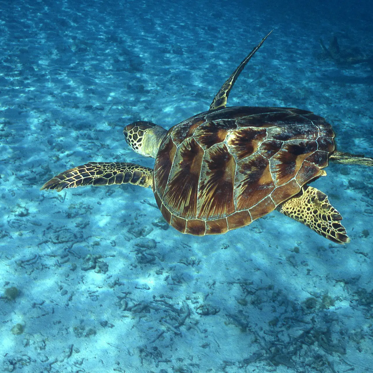 Glass Bottom Boat & Turtle Island