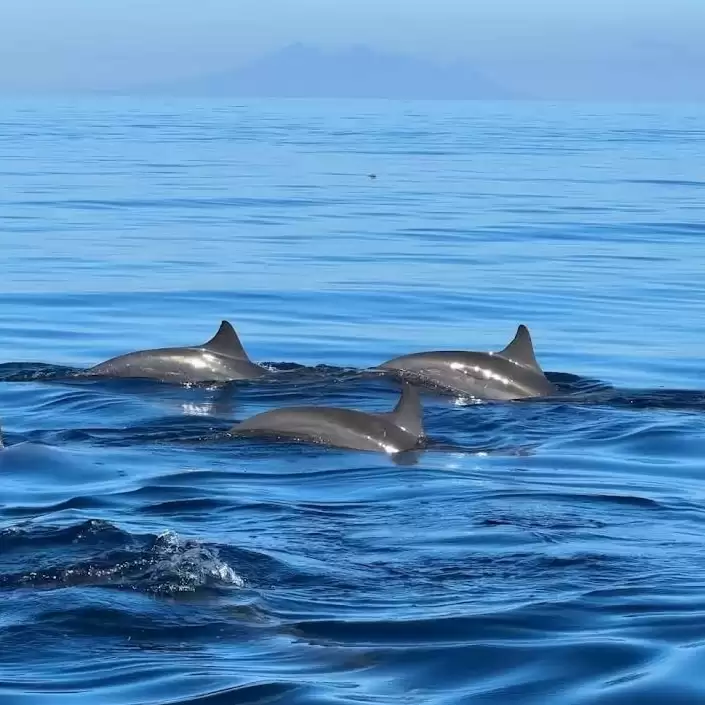 Dolphin + Floating Temple Tour14