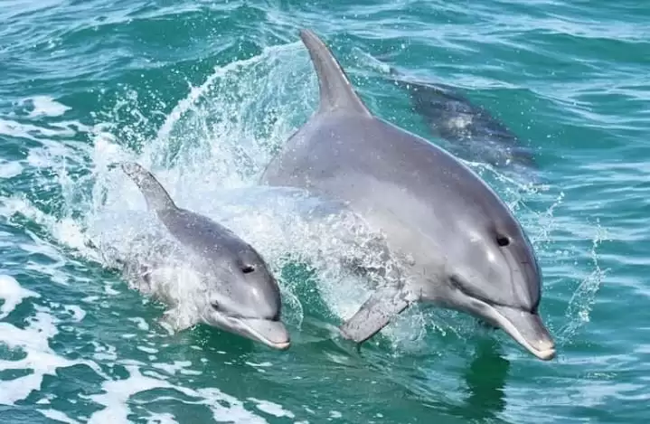 Dolphin + Floating Temple Tour15