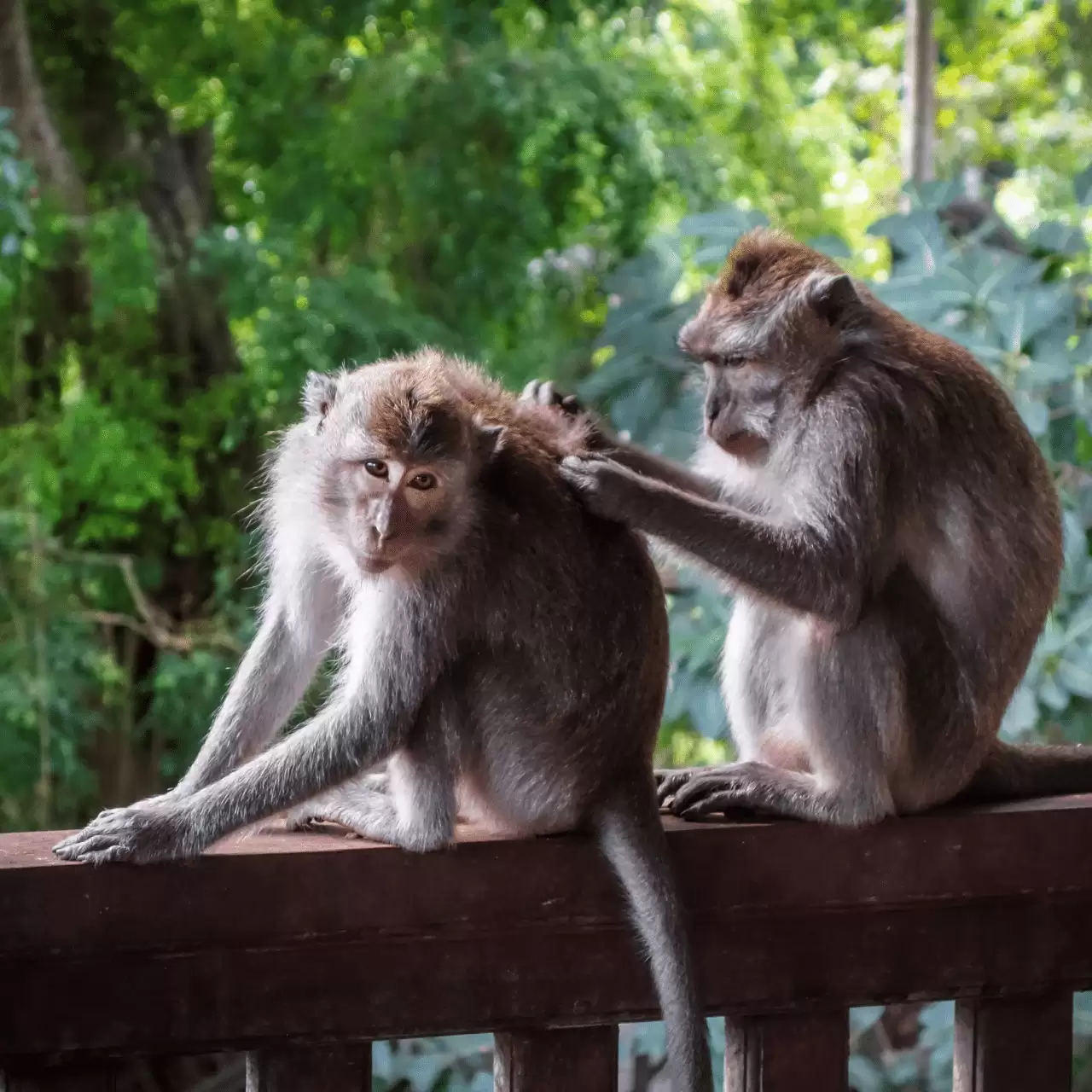 Ubud Monkey Forest