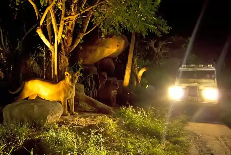 ATV Quad Bike Bali + Bali Night Safari