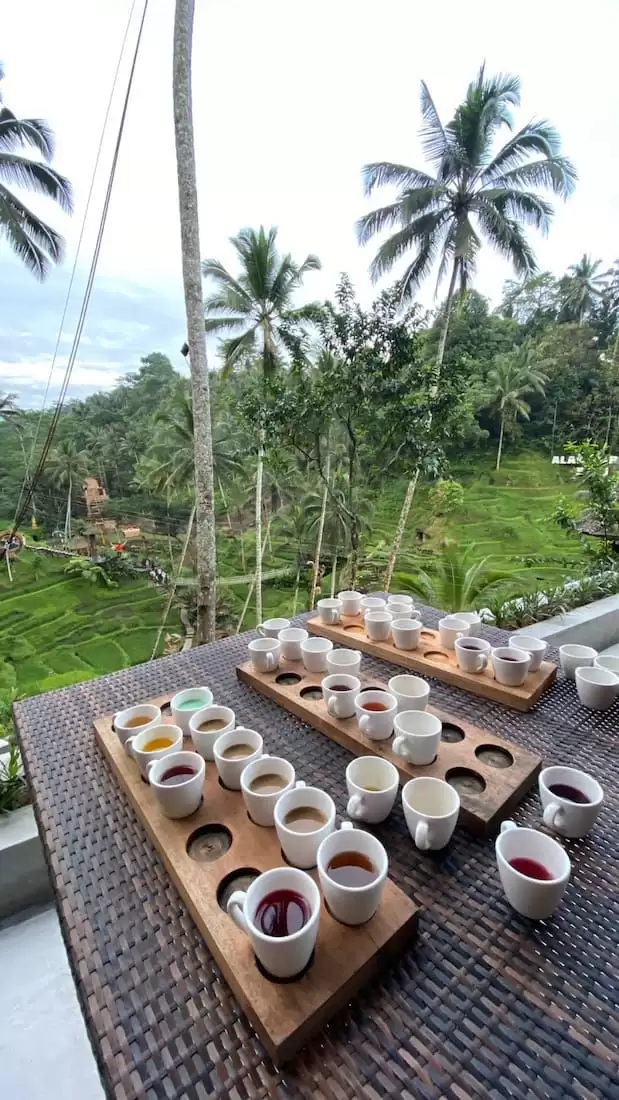 ATV Quad Bike + Coffee Plantation