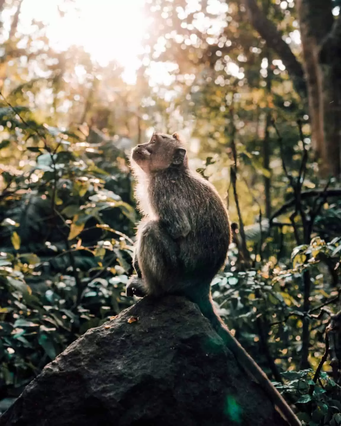 ATV Quad Bike + Monkey Forest + Bali House Compound