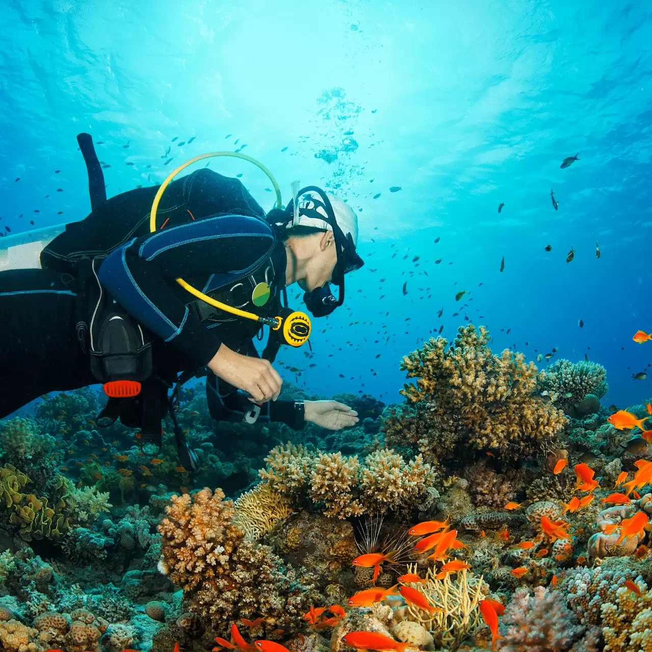 Diving 