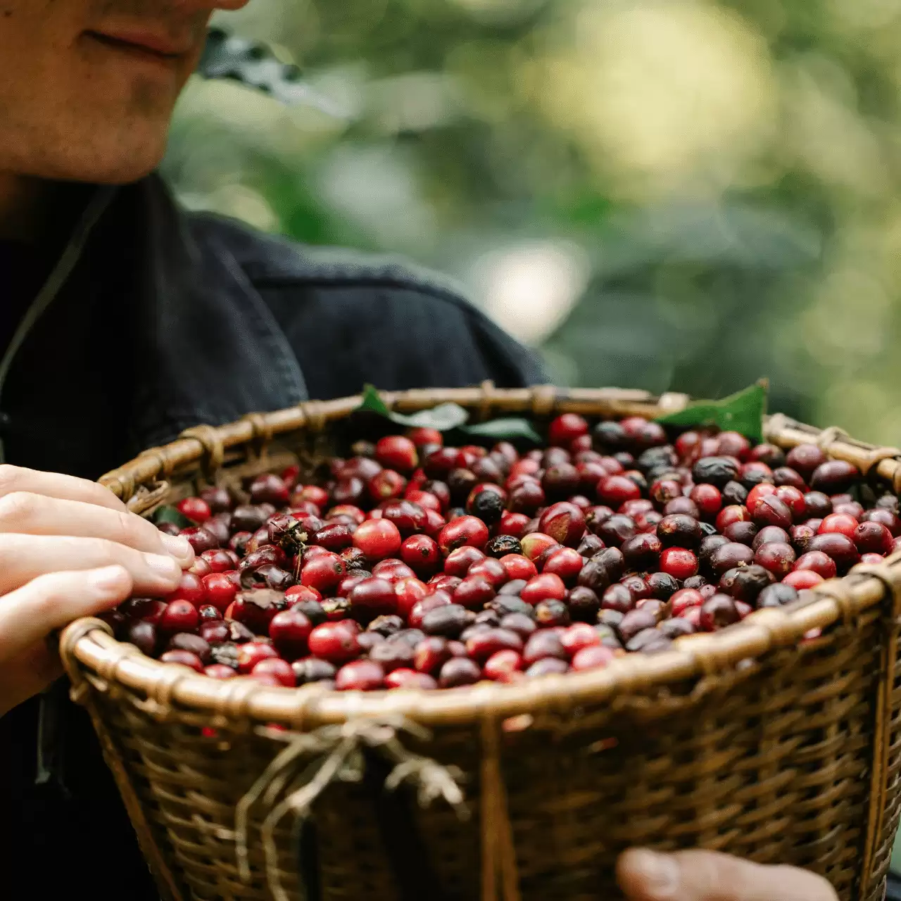 Coffee Plantation