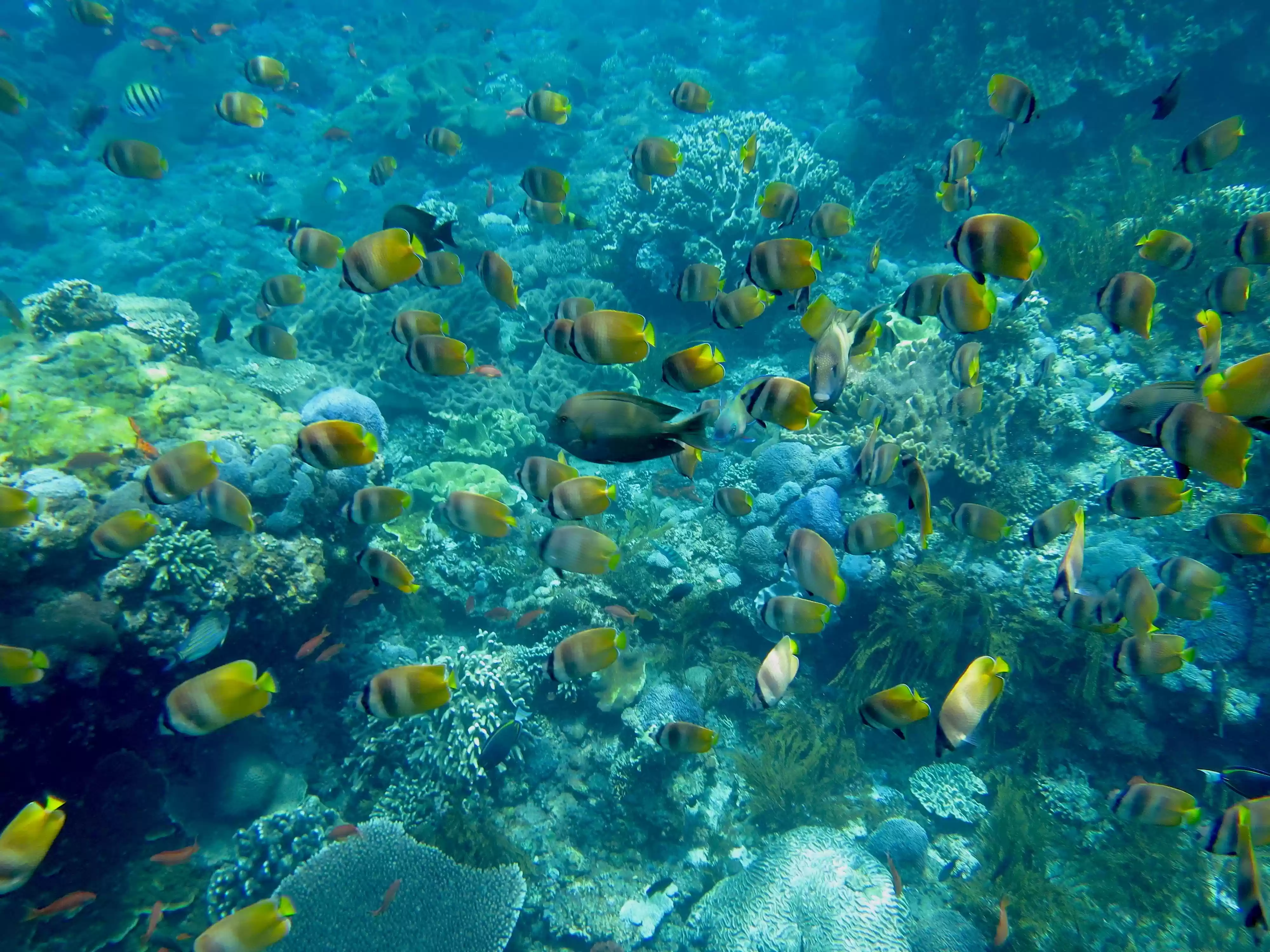 ATV Quad Bike + Blue Lagoon Snorkeling