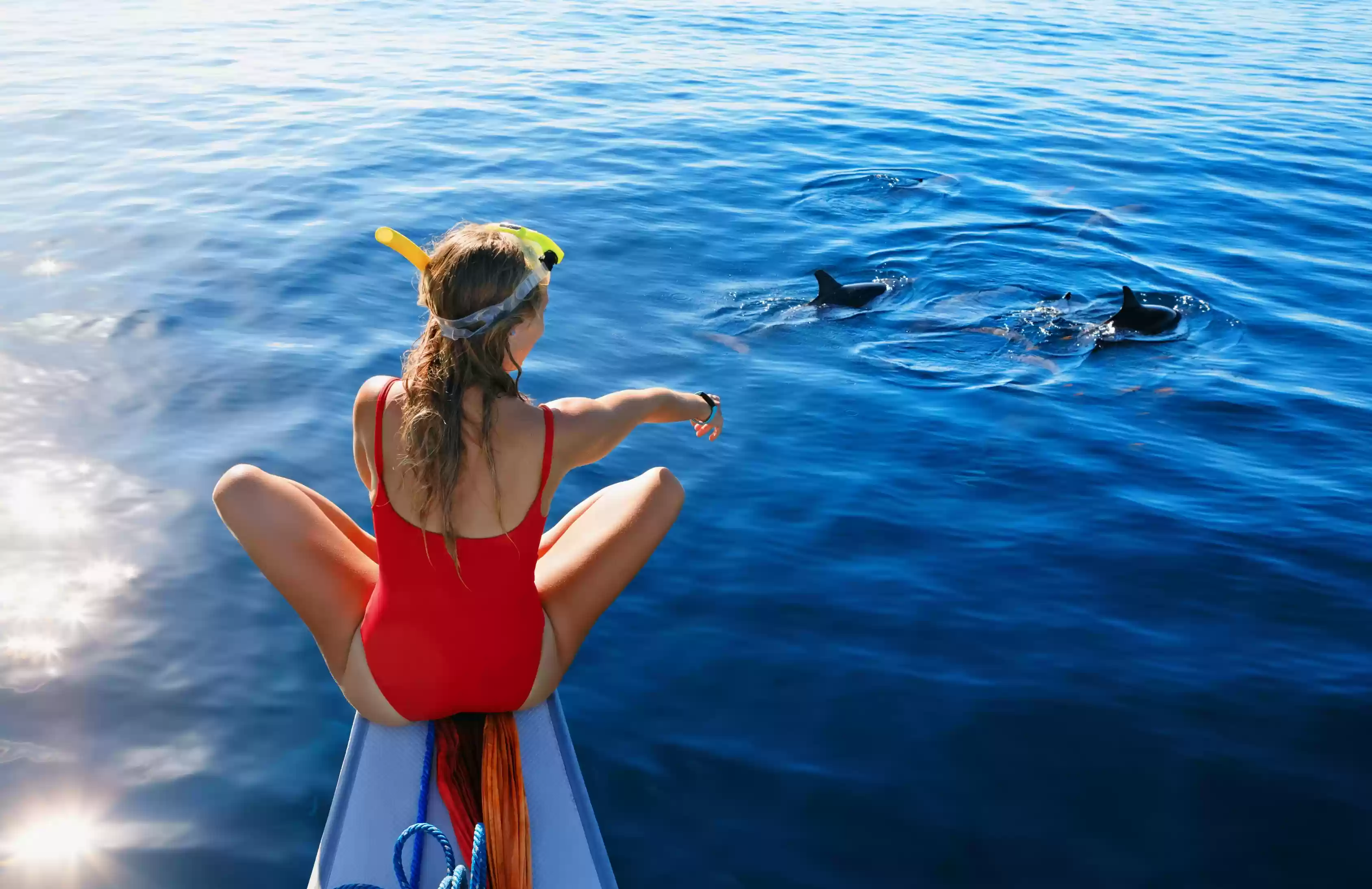 Dolphin Attraction