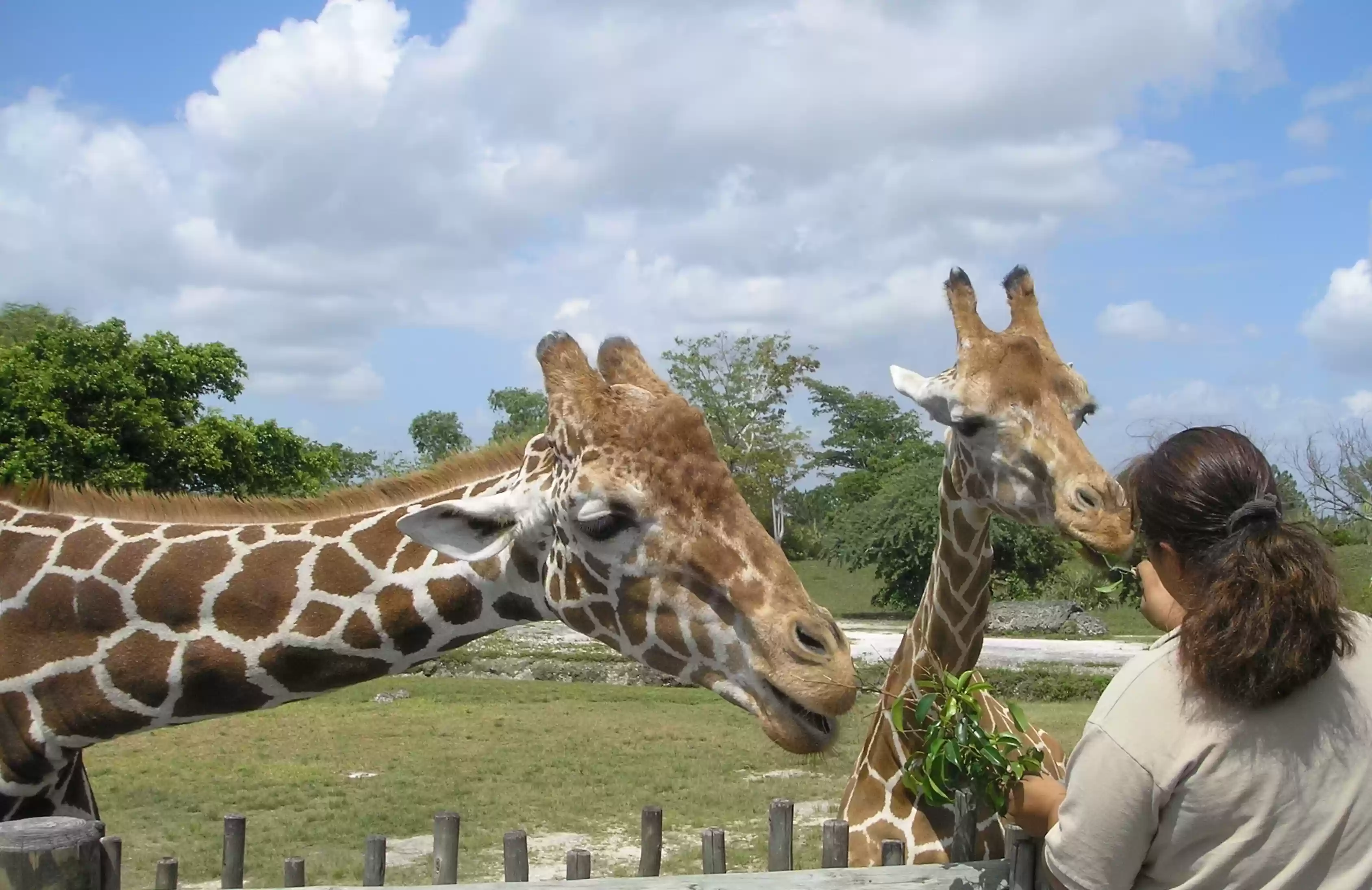 Bali Safari