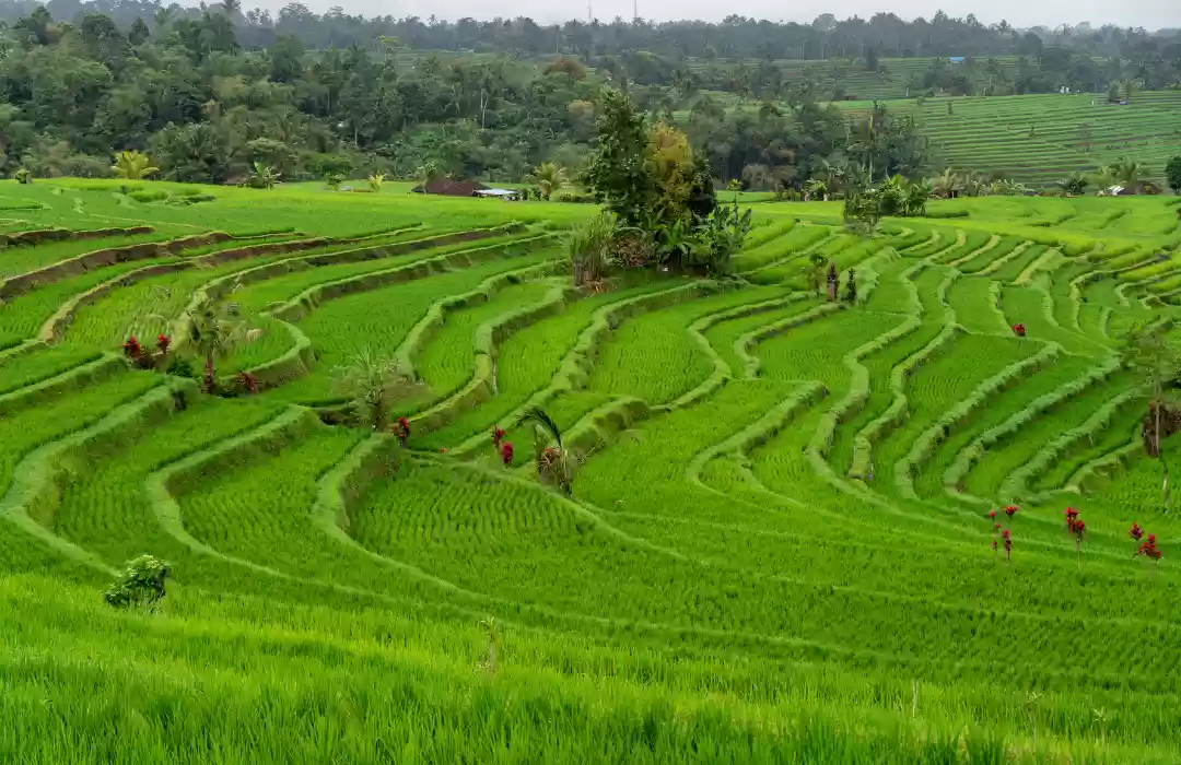 Jatiluwih Rice Terrace 