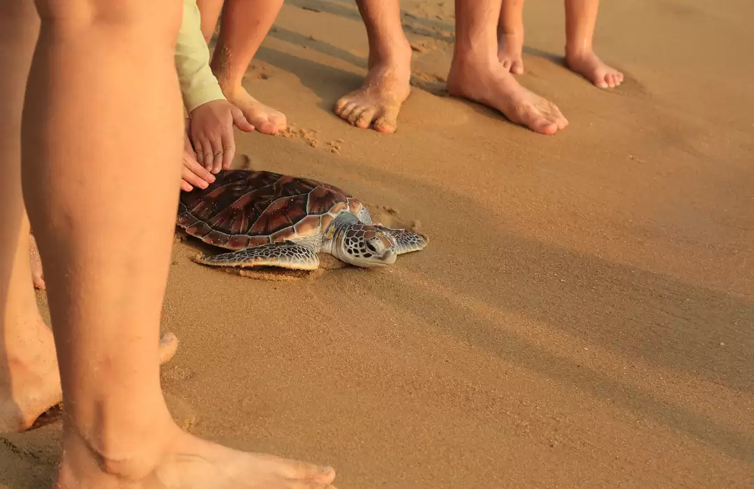 Turtle Island