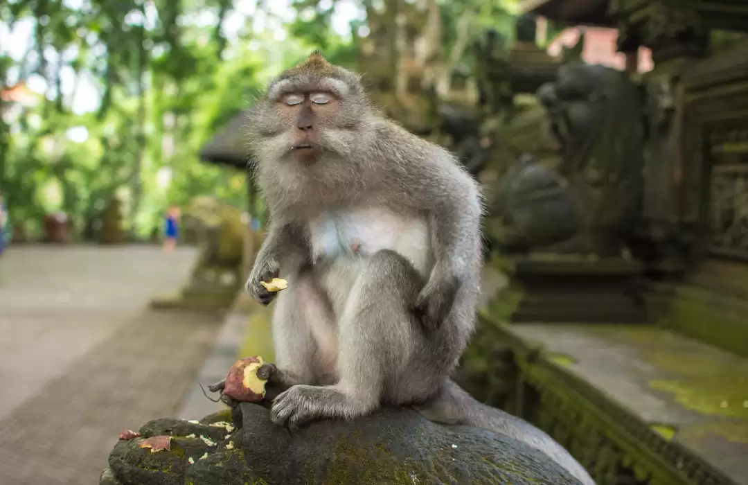 Ubud Monkey Forest