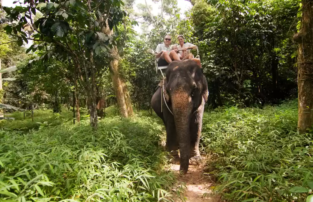 Elephant Safari Adventure