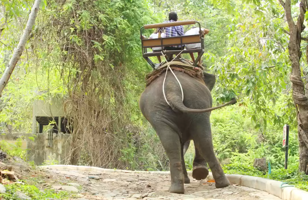 Elephant Ride at Bakas