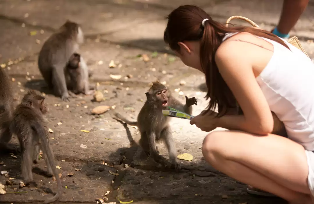 Ubud Monkey 