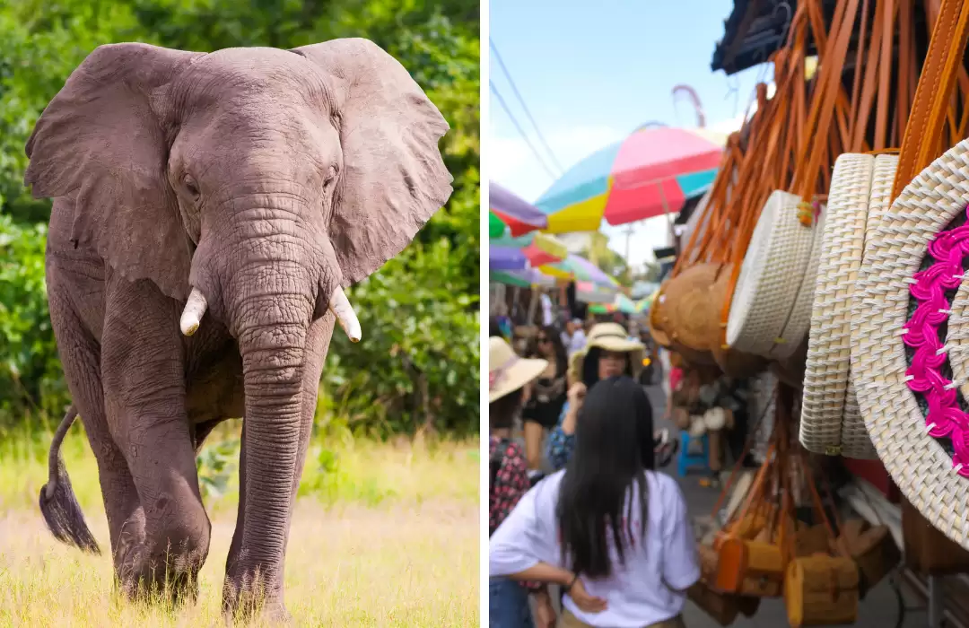 Elephant Ride & Ubud Tour