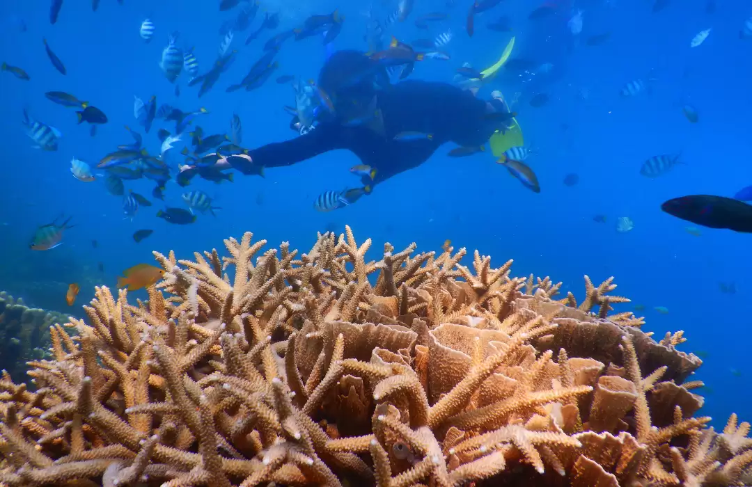 Snorkeling