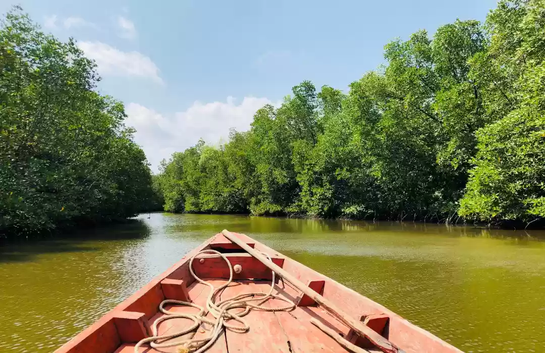 Mangrove Tour by Traditional Boat (Gondola)