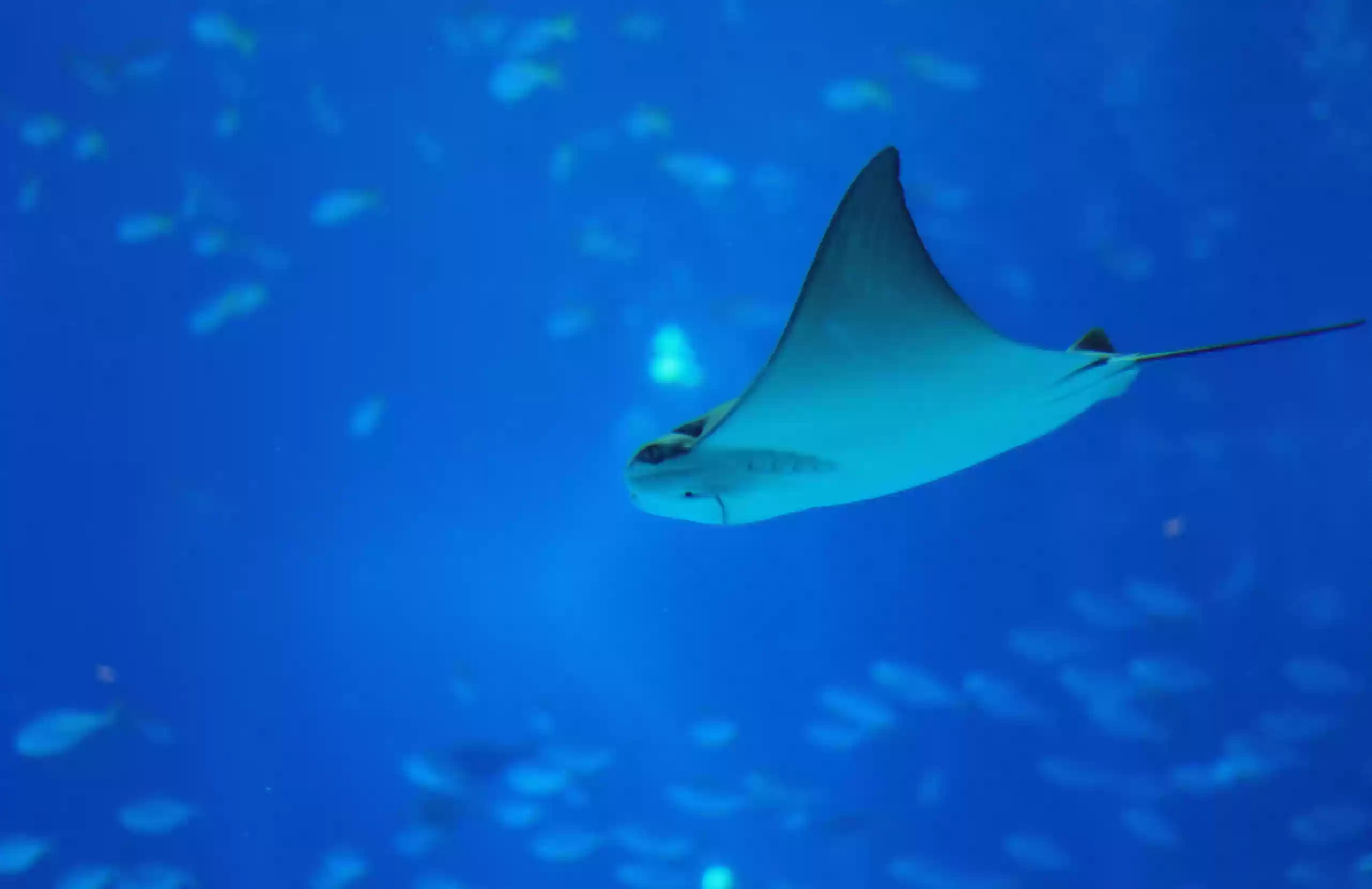 Private Snorkeling1