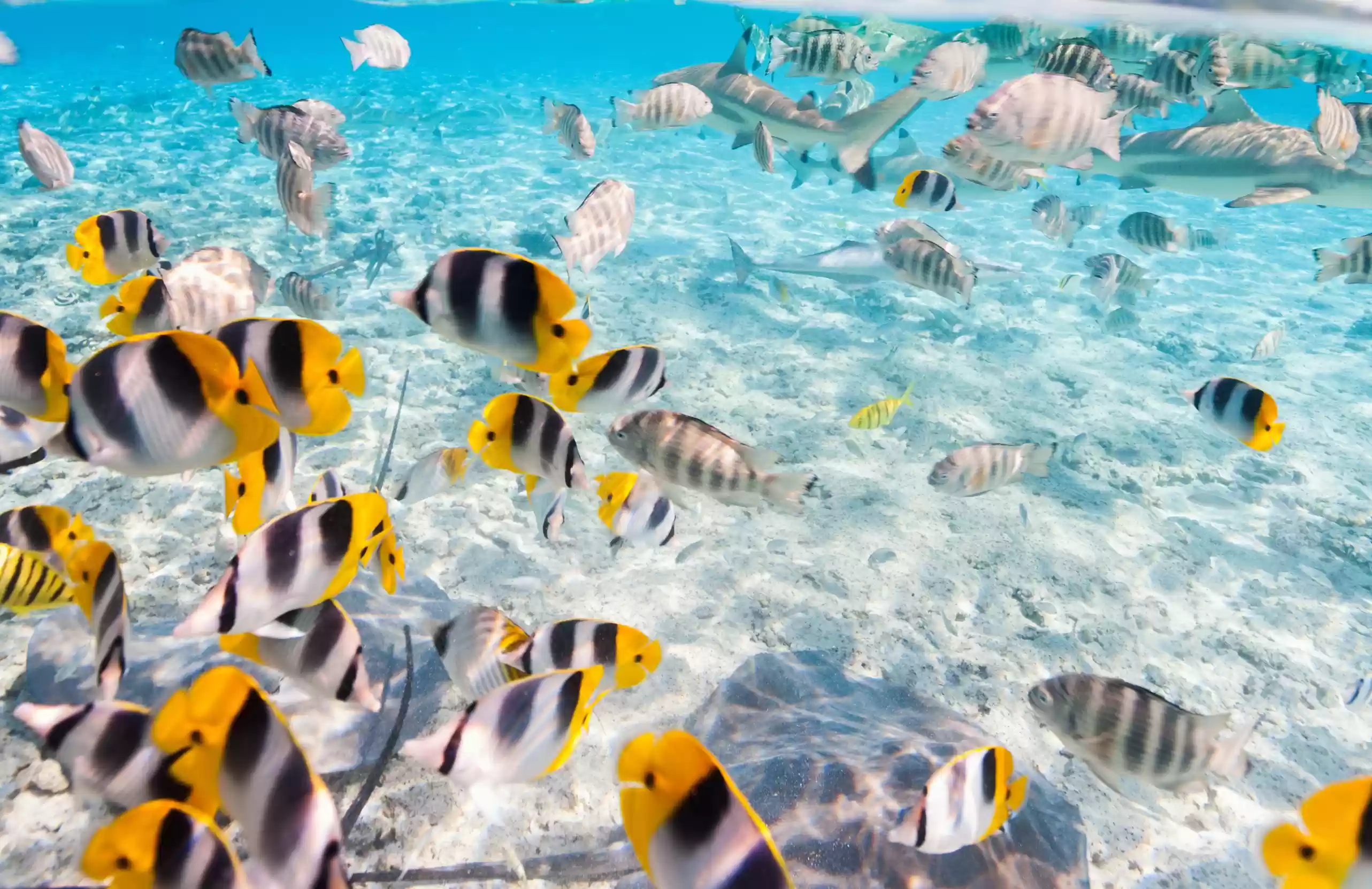 Private Snorkeling2