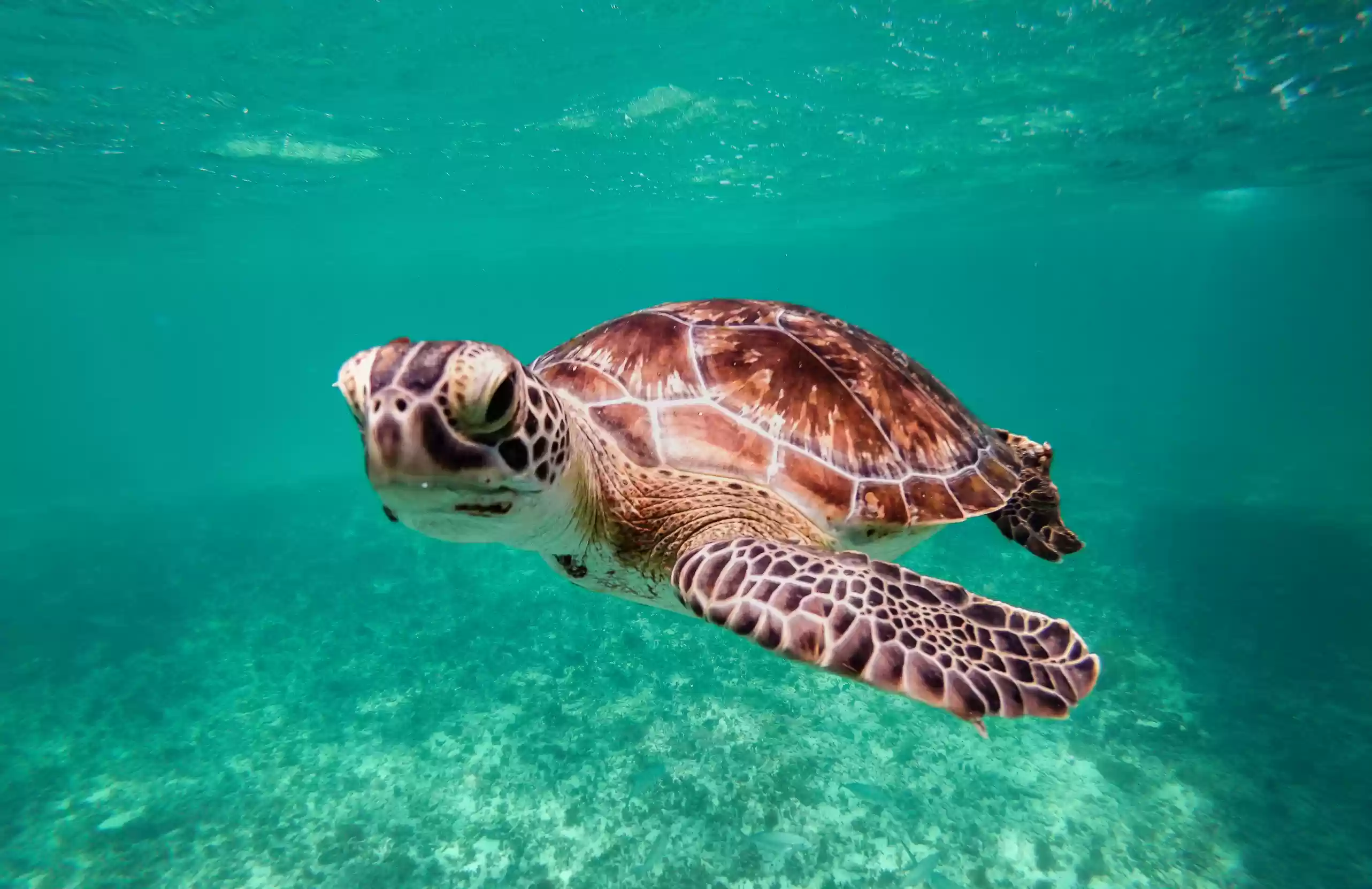 Private Snorkeling3