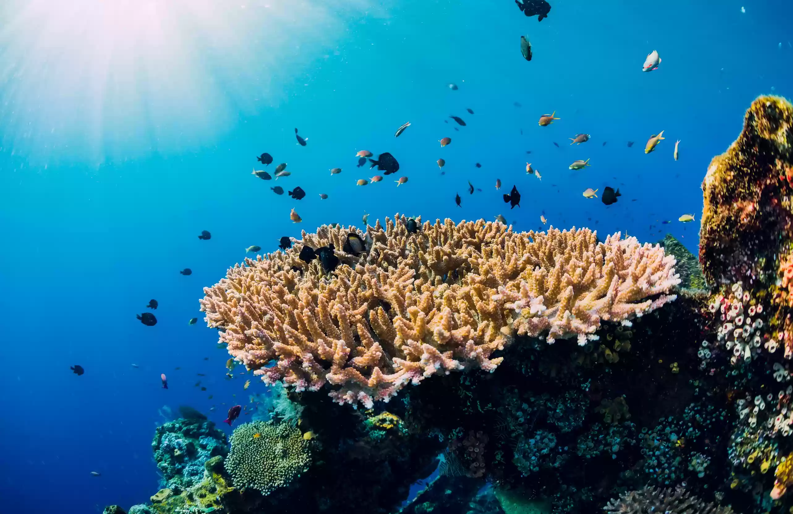 Private Snorkeling4