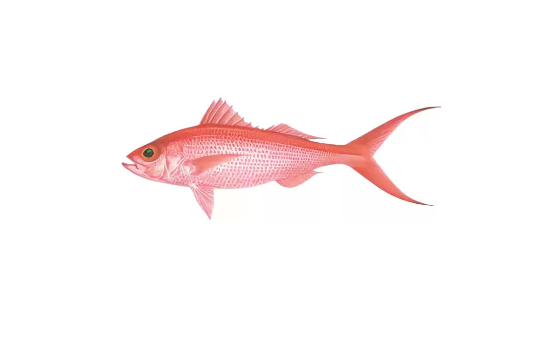 Long-Tail Red Snapper (Onaga)
