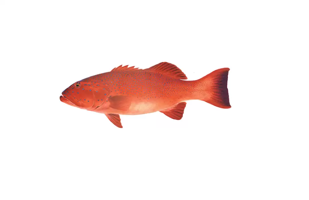 Coral Trout