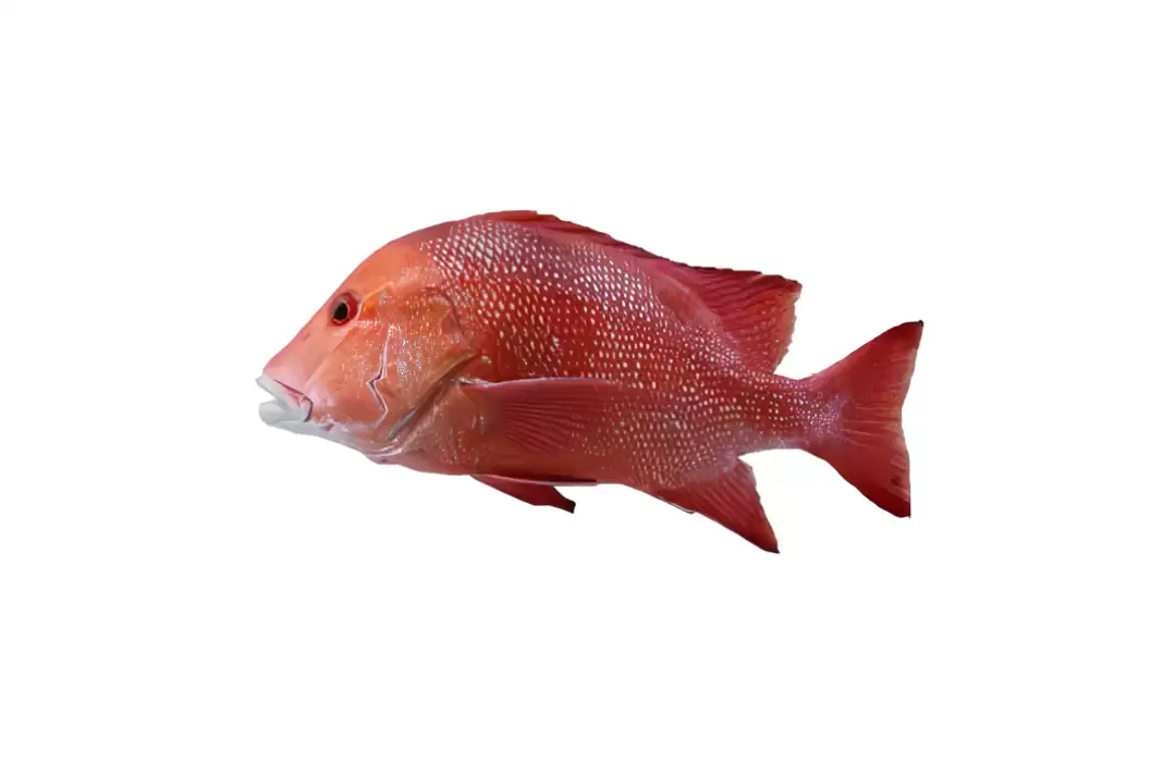 Red Emperor Snapper