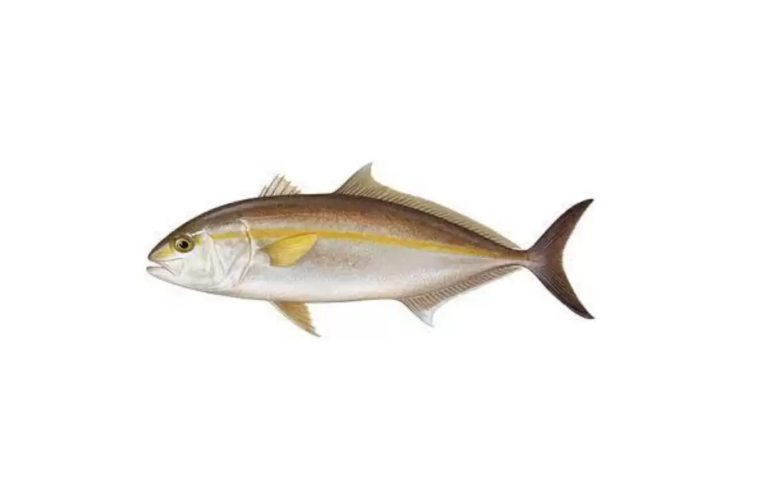 Amberjack