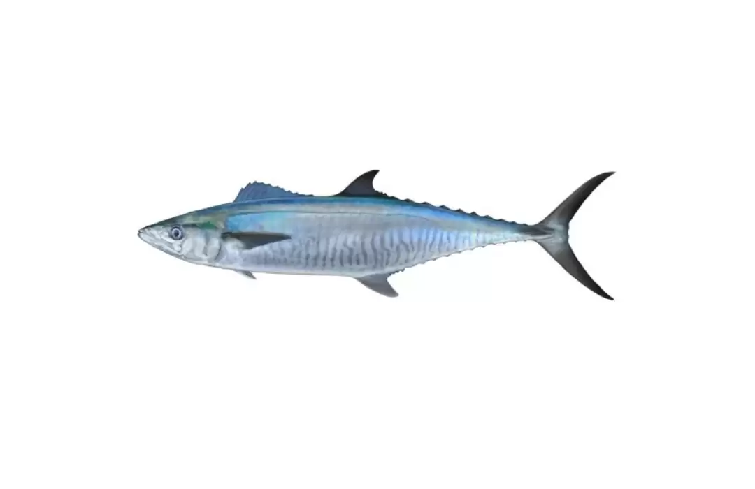 Narrow-barred Spanish Mackerel