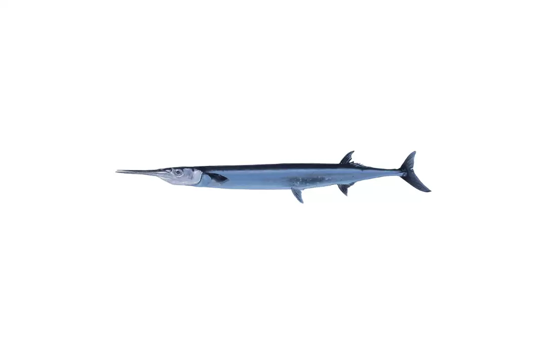 Needlefish